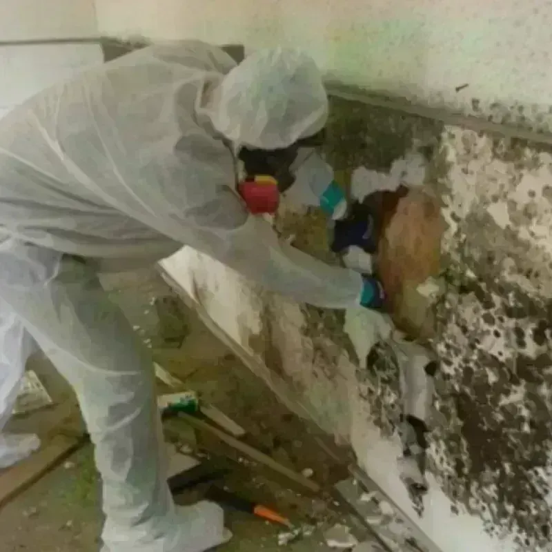 Mold Remediation and Removal in Ranger, TX